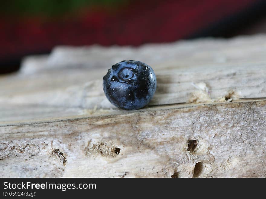 Single blueberry on a piece of driftwood