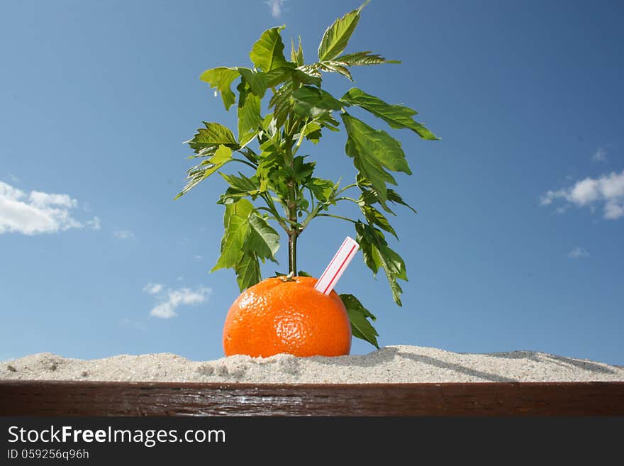 Naval orange with a staw in it laying in the sand. Naval orange with a staw in it laying in the sand.