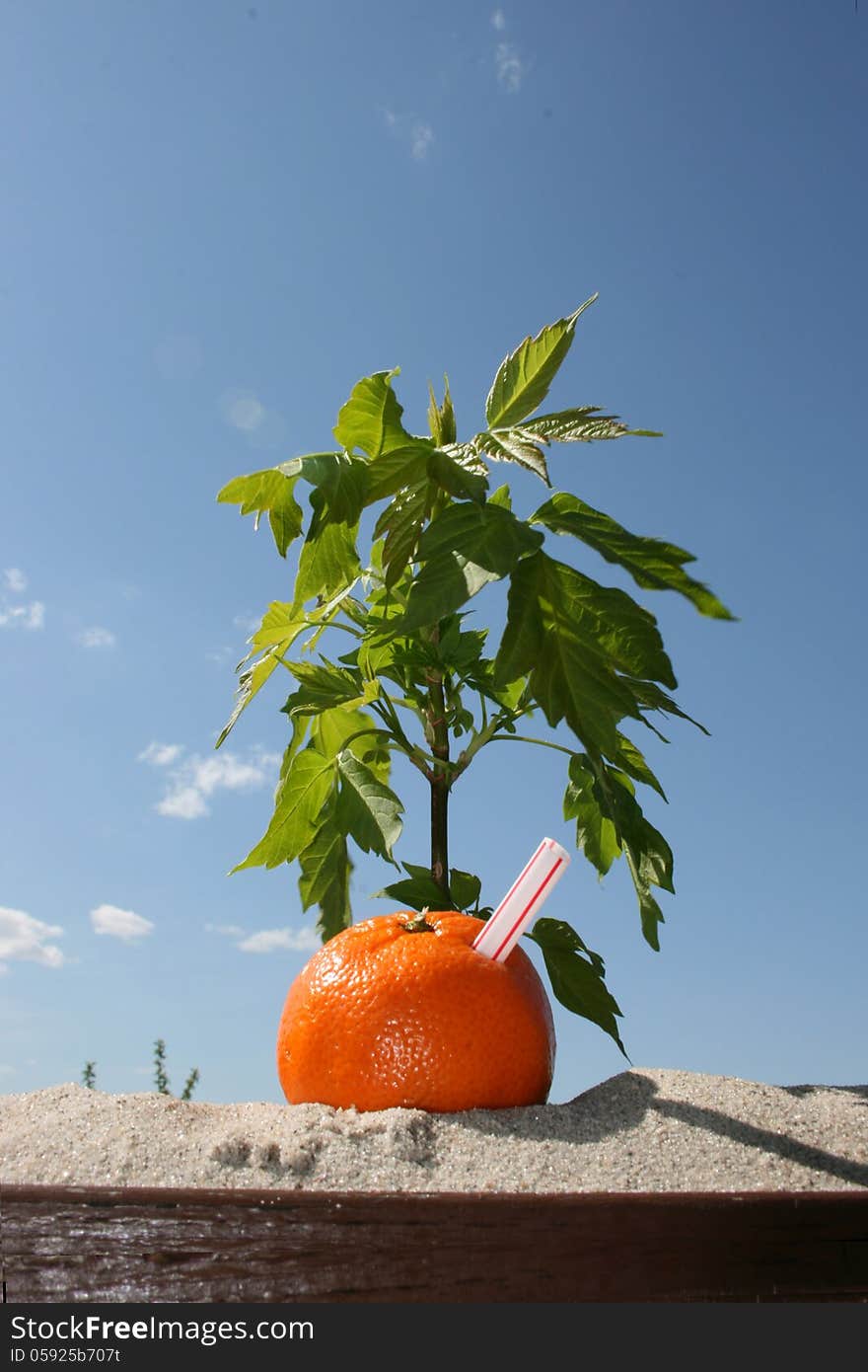 Naval orange with a staw in it laying in the sand. Naval orange with a staw in it laying in the sand.