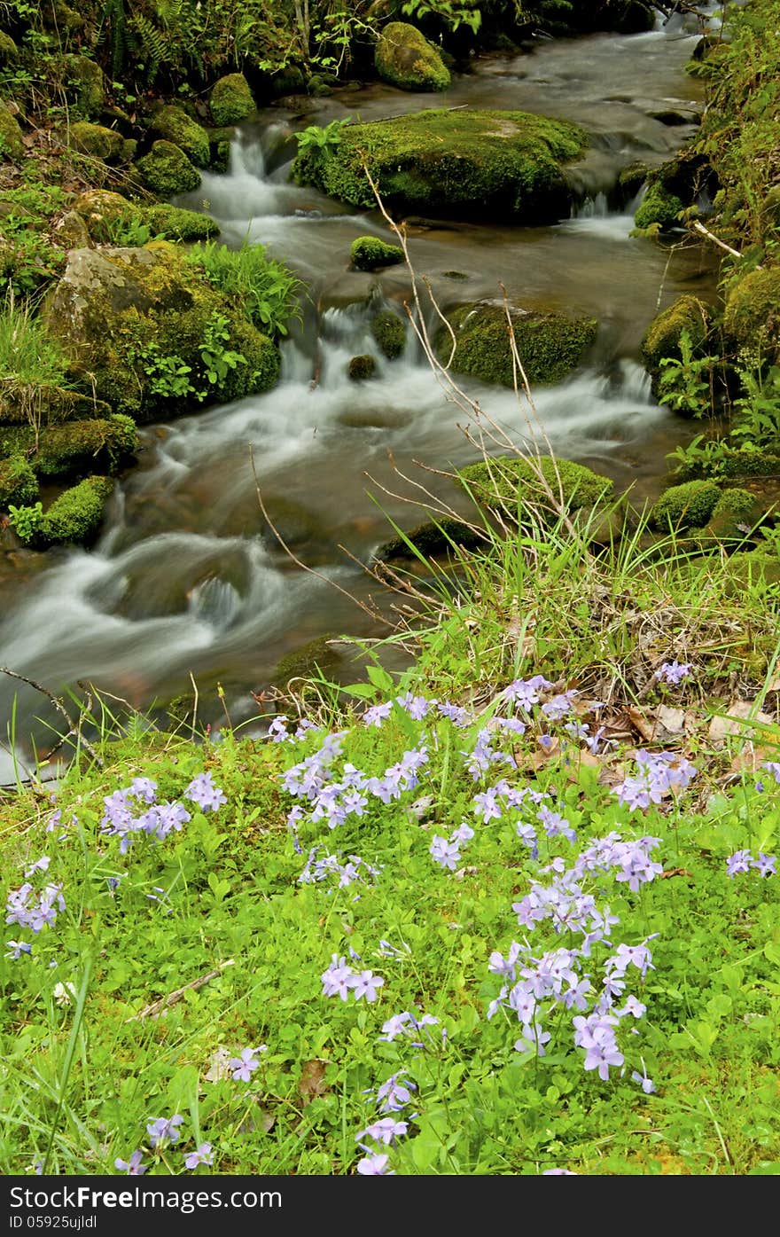 Wildflowers grow near a small white water brook. Wildflowers grow near a small white water brook.