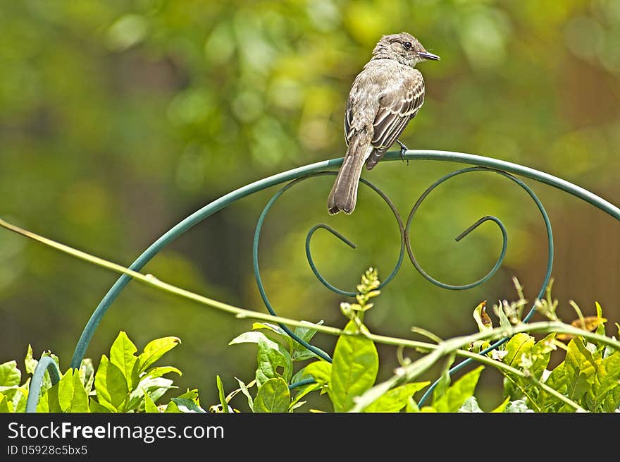 A Pee Wee Bird sits on an iron chair. A Pee Wee Bird sits on an iron chair.