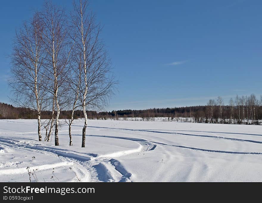 Birch trees and snowy field on the village outskirts. Birch trees and snowy field on the village outskirts