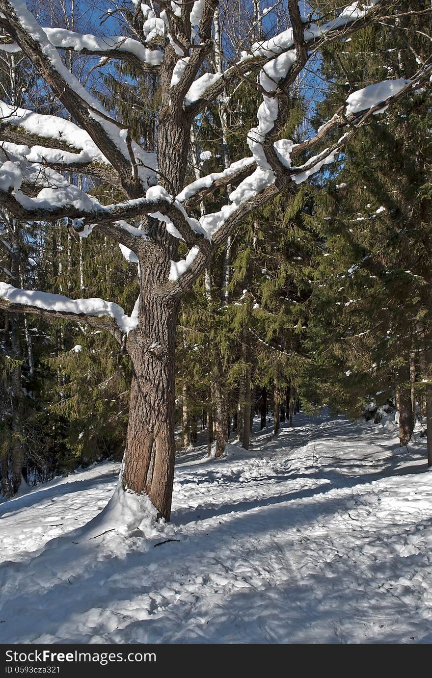 Bare oak in winter forest