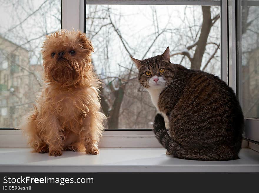 Striped, gray cat and dog sitting on the window. Striped, gray cat and dog sitting on the window