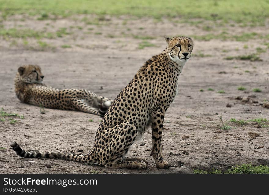 Cheetah Pair At Rest