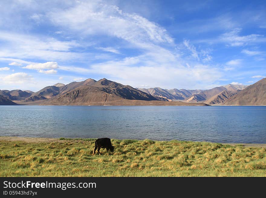 Pangong lake (Pangong Tso) is an endorheic lake in the Himalayas situated at a height of about 4,350 m (14,270 ft). It is 134 km (83 mi) long and extends from India to Tibet. Pangong lake (Pangong Tso) is an endorheic lake in the Himalayas situated at a height of about 4,350 m (14,270 ft). It is 134 km (83 mi) long and extends from India to Tibet.