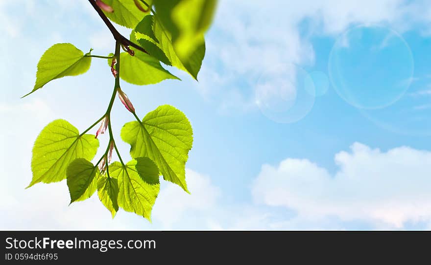 Green leaves against sunny sky