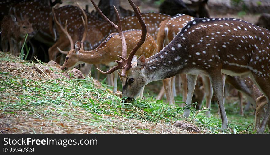 Many spotted deers eating the grass