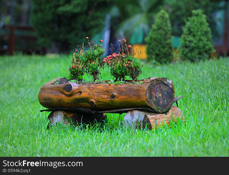 Flowering plants on a wood log. Flowering plants on a wood log