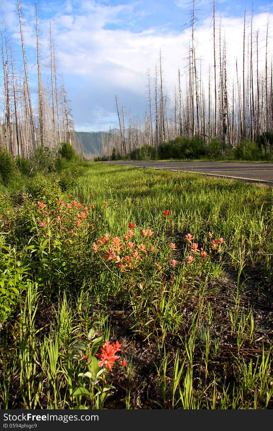 Burnt trees and wild flowers in rocky mountains of Montana. Burnt trees and wild flowers in rocky mountains of Montana