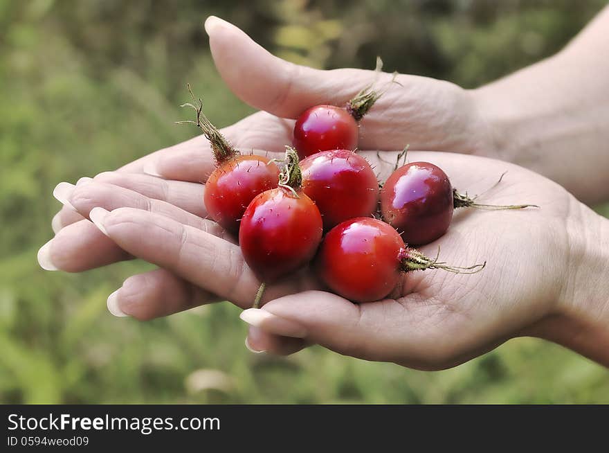 Cranberry rose hip forest berries. Cranberry rose hip forest berries