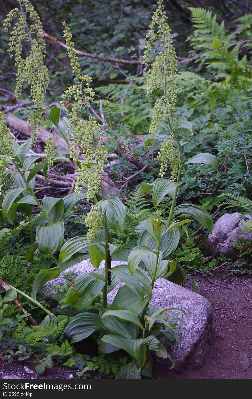 Green Plants Of Pacific Northwest