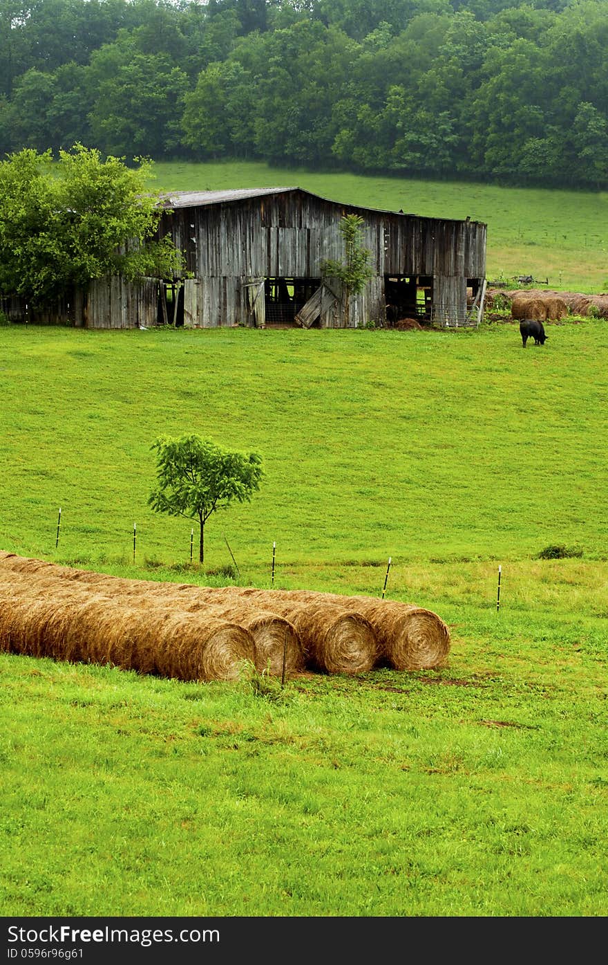 Hay Bales Stand Near An Old Barn And Cattle.