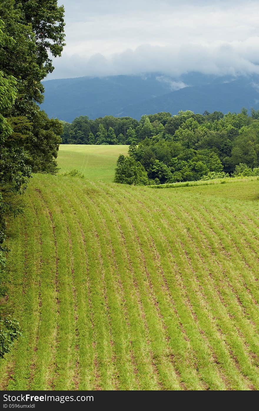 A green field of rows, ridges, and fog.