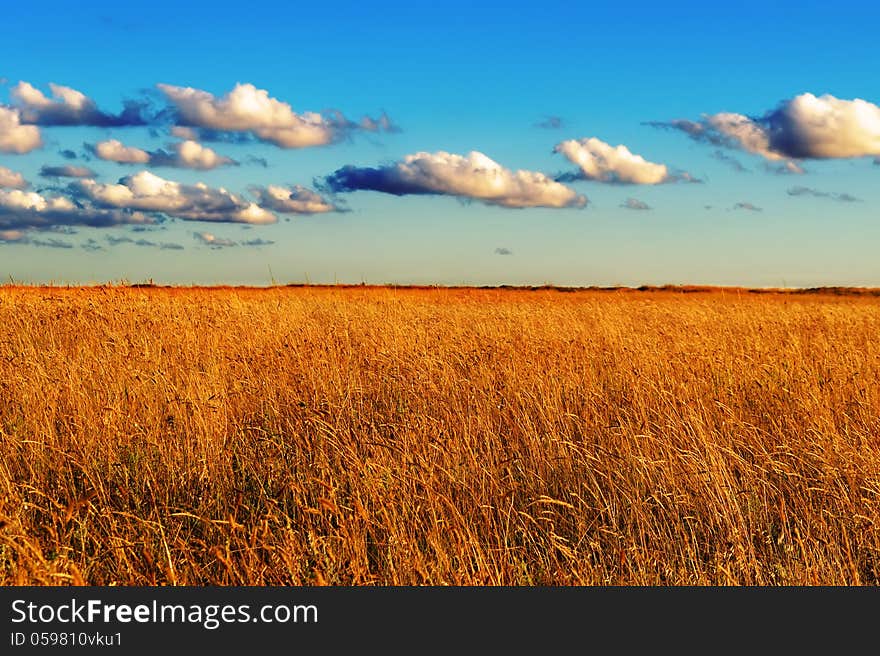 Field of wild grass at sunset