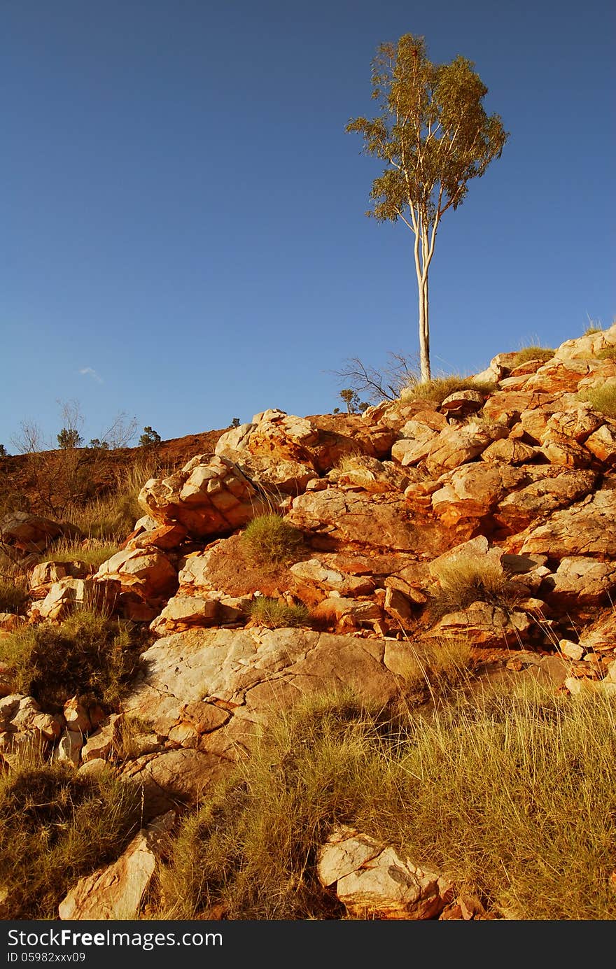 Tree in desert QLD Australia