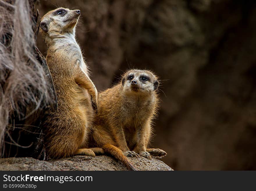 The Meerkat or Suricate Posing and Keeping Watch at the Houston Zoo. (Suricata suricatta) Related to the Mongoose family in South Africa. The Meerkat or Suricate Posing and Keeping Watch at the Houston Zoo. (Suricata suricatta) Related to the Mongoose family in South Africa.