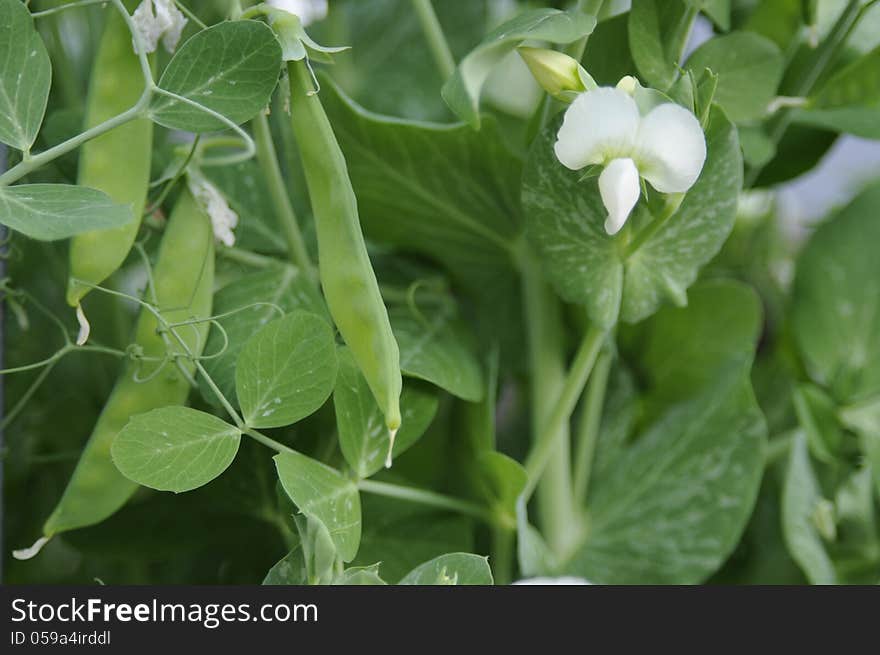 A vivd green snow pea plant in bloom with snow peas, blossum and lots of leaves. A vivd green snow pea plant in bloom with snow peas, blossum and lots of leaves