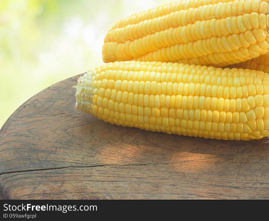 Grains of Ripe Corn with Water Droplets in garden