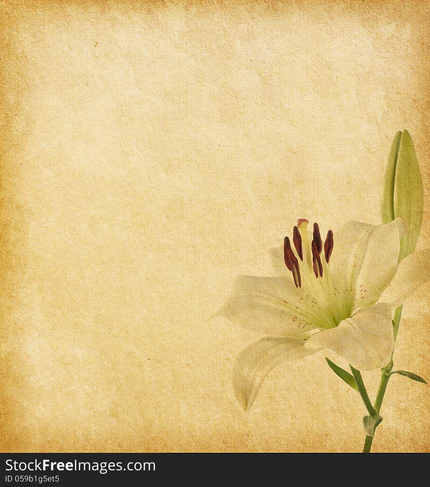 Old grunge background with white lily. paper texture