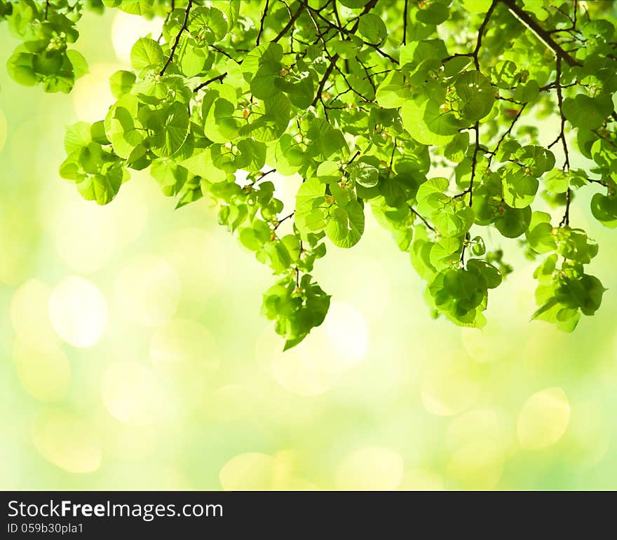 Fresh leaves of Tilia in a garden.