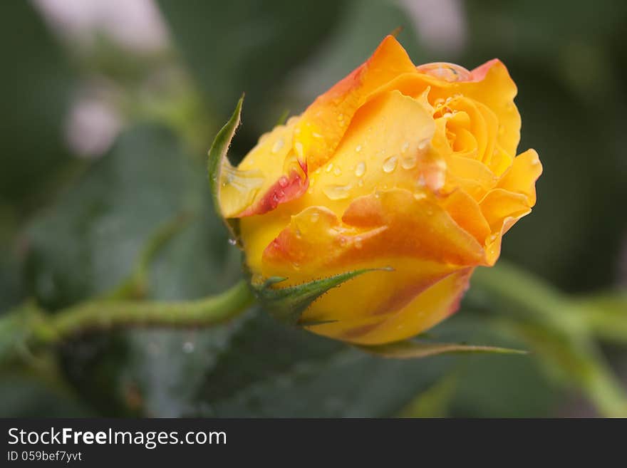 Closeup of the yellow rose flower with rain drops. Closeup of the yellow rose flower with rain drops.