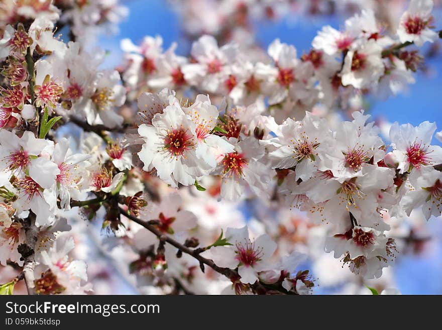 Branch Of A Blossoming Peach