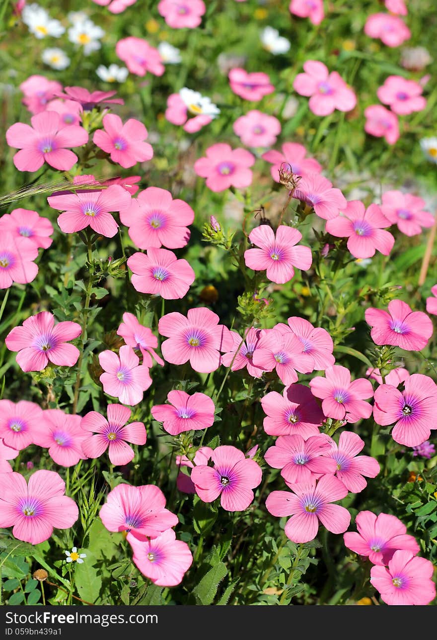 Bright pink flowers of the field, the first spring bloom, as floral background