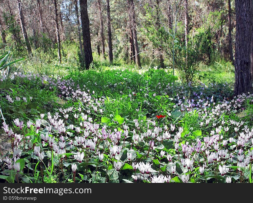 Glade of wild cyclamen among spring forest