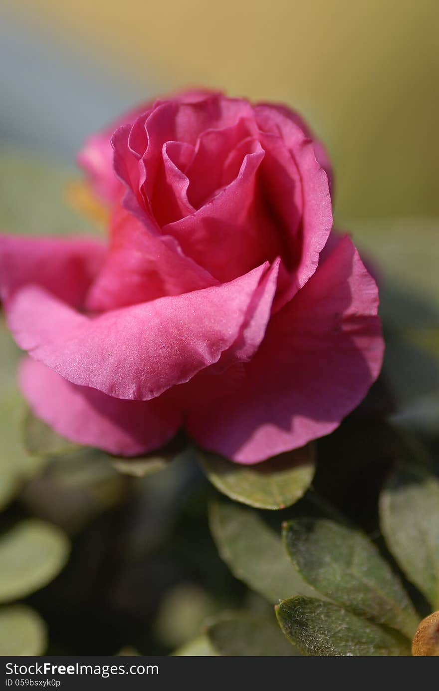 Closeup of a beautiful pink rose