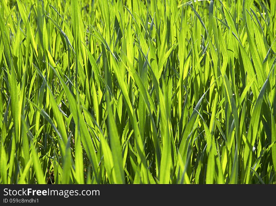 Picture shows a cereals in spring.