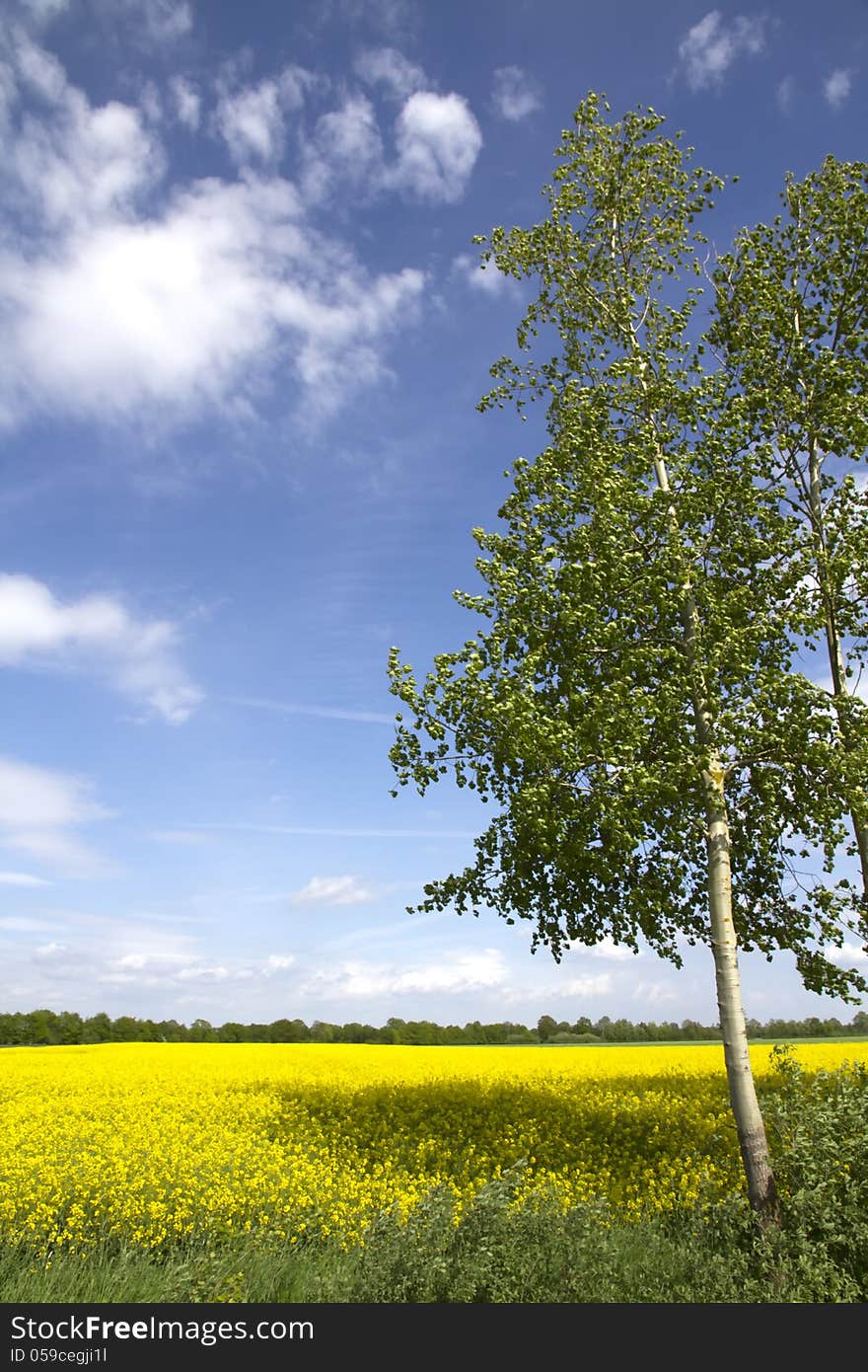 Canola Field