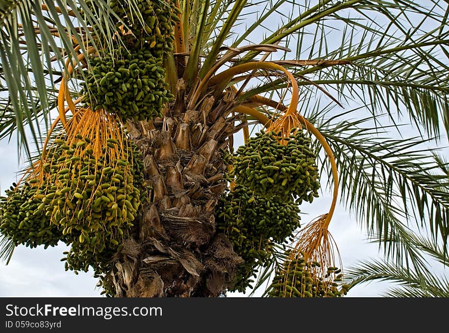 Detail Of Palm Tree With Dates