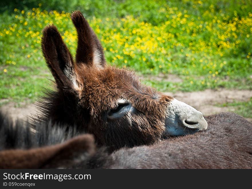 Tender little donkey resting on his mother's back. Tender little donkey resting on his mother's back