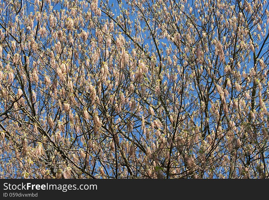 Birch blossoms