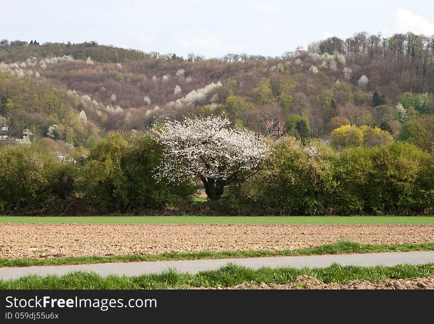 Old cherry tree in a field