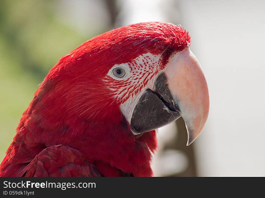 Portrait of a scarlet macaw in a zoo. Portrait of a scarlet macaw in a zoo