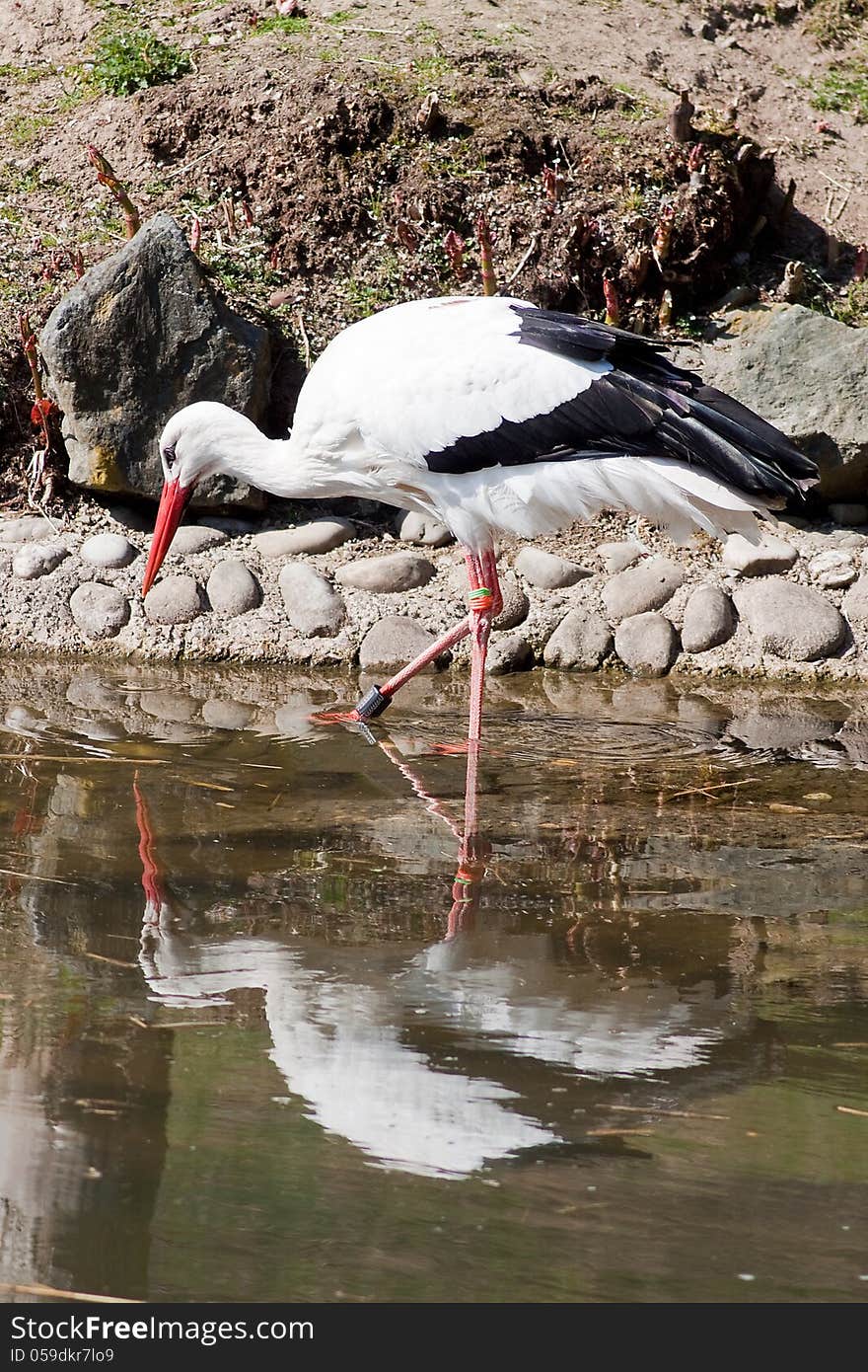 Wading Stork