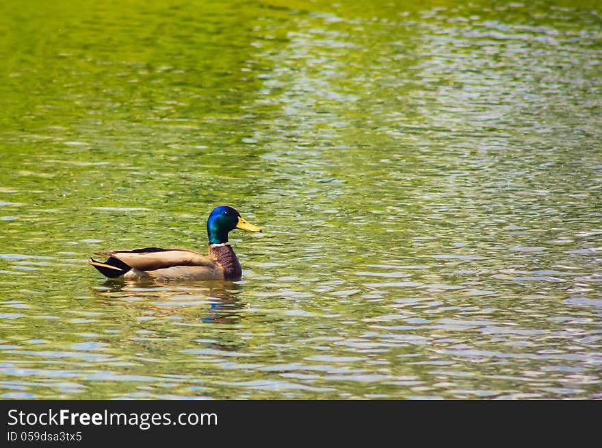 Wild Duck Is Swimming In The Pond. Wild Duck Is Swimming In The Pond