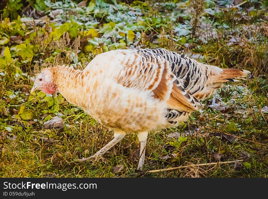 Wild Turkey Walking On The Grass