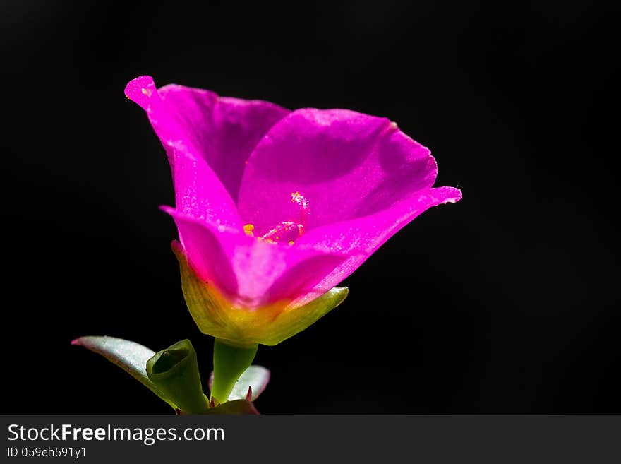 Common purslane flower