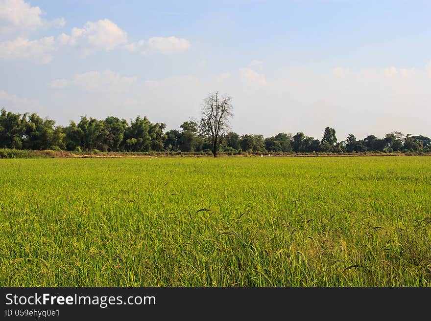 Green young rice on field. Green young rice on field.