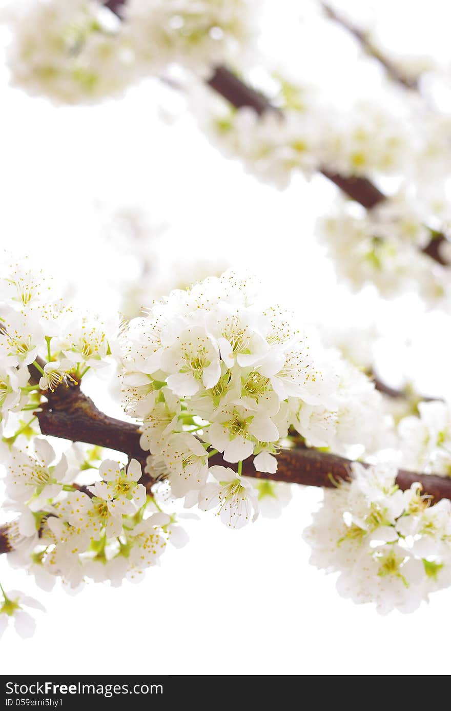 A flowering plum tree in spring