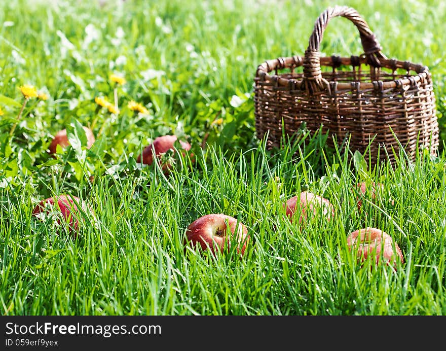 Red apples in the grass