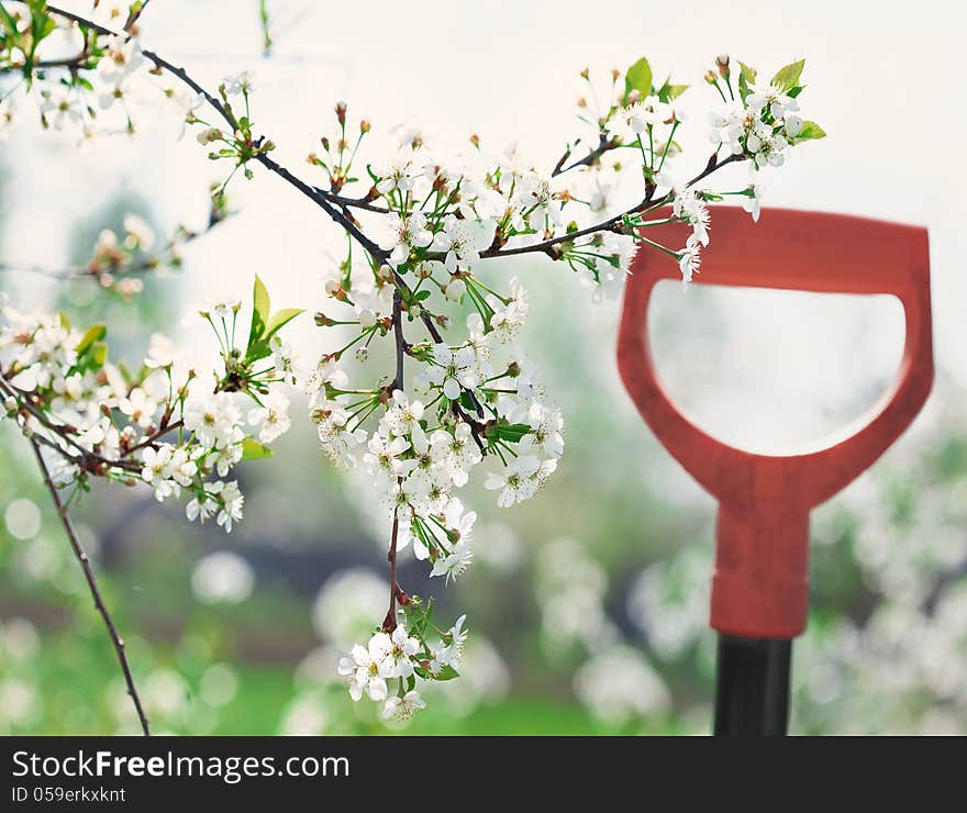 Blossoming spring branch and showel. Blossoming spring branch and showel