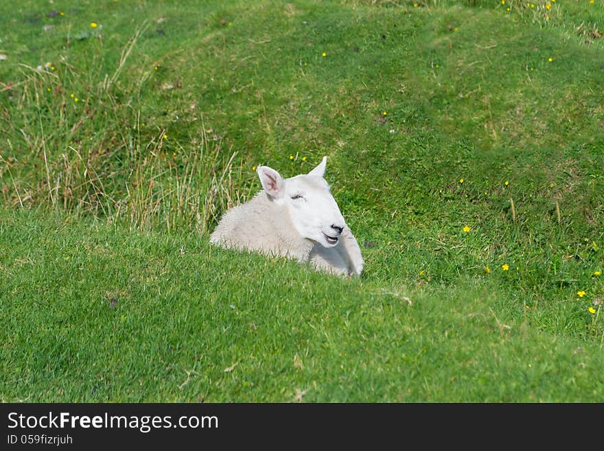 Sheep on the grass