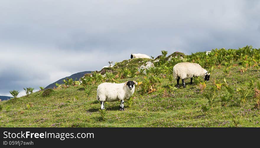 Sheep eating on the grass, Scotland