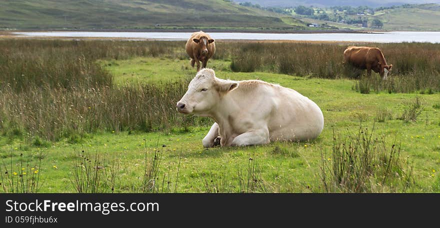 Cow Lying On Grass