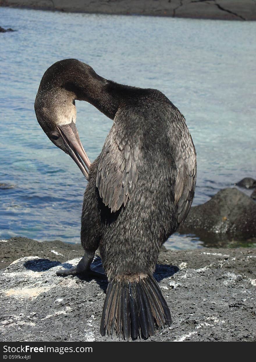 Flightless cormorant