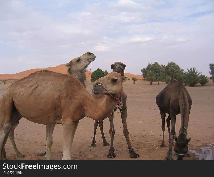 4 dromedaries resting in the desert of morocco. 4 dromedaries resting in the desert of morocco.